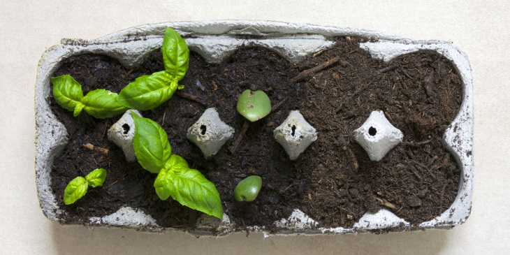 پرورش ریحان در شانه تخم مرغ